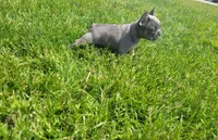 Belle, a female French Bulldog for sale in Topeka, IN – 1 of 7