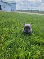 Belle, a female French Bulldog for sale in Topeka, IN – 7 of 7