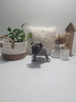 Belle, a female French Bulldog for sale in Topeka, IN – 4 of 7