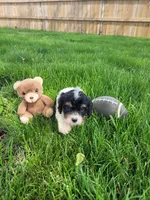 Max, a male Cavapoo for sale in Topeka, IN – 3 of 5