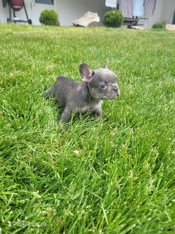 Bailey – French Bulldog puppy for sale in Topeka, IN