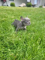 Bailey, a female French Bulldog for sale in Topeka, IN – 1 of 5