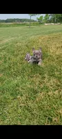 Bailey, a female French Bulldog for sale in Topeka, IN – 4 of 5