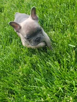 Boston, a male French Bulldog for sale in Topeka, IN – 4 of 4