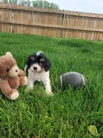 Max, a male Cavapoo for sale in Topeka, IN – 4 of 5