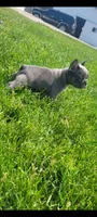 Belle, a female French Bulldog for sale in Topeka, IN – 2 of 7