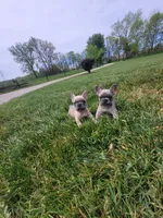 Boston, a male French Bulldog for sale in Topeka, IN – 2 of 4