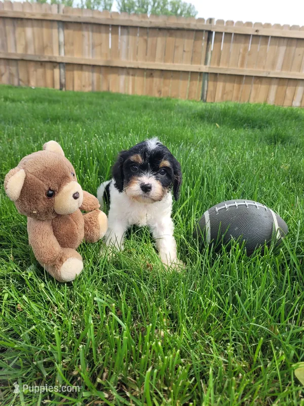 Max, a male Cavapoo for sale in Topeka, IN – 1 of 5