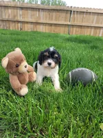 Max, a male Cavapoo for sale in Topeka, IN – 1 of 5