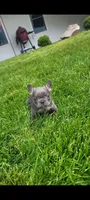 Bailey, a female French Bulldog for sale in Topeka, IN – 3 of 5
