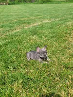 Bailey, a female French Bulldog for sale in Topeka, IN – 5 of 5