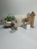 Bruno, a male French Bulldog for sale in Topeka, IN – 4 of 5