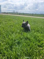 Belle, a female French Bulldog for sale in Topeka, IN – 5 of 7