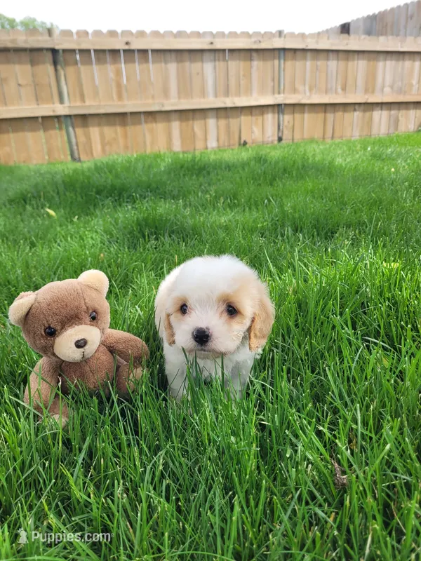 Charlie – Cavapoo puppy for sale in Topeka, IN