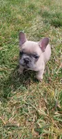 Bruno, a male French Bulldog for sale in Topeka, IN – 1 of 5