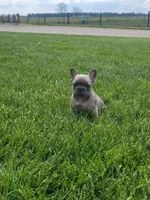 Boston, a male French Bulldog for sale in Topeka, IN – 3 of 4