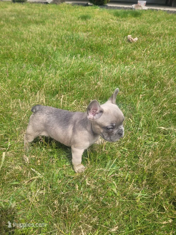 Boston – French Bulldog puppy for sale in Topeka, IN