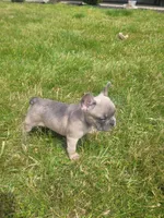 Boston, a male French Bulldog for sale in Topeka, IN – 1 of 4