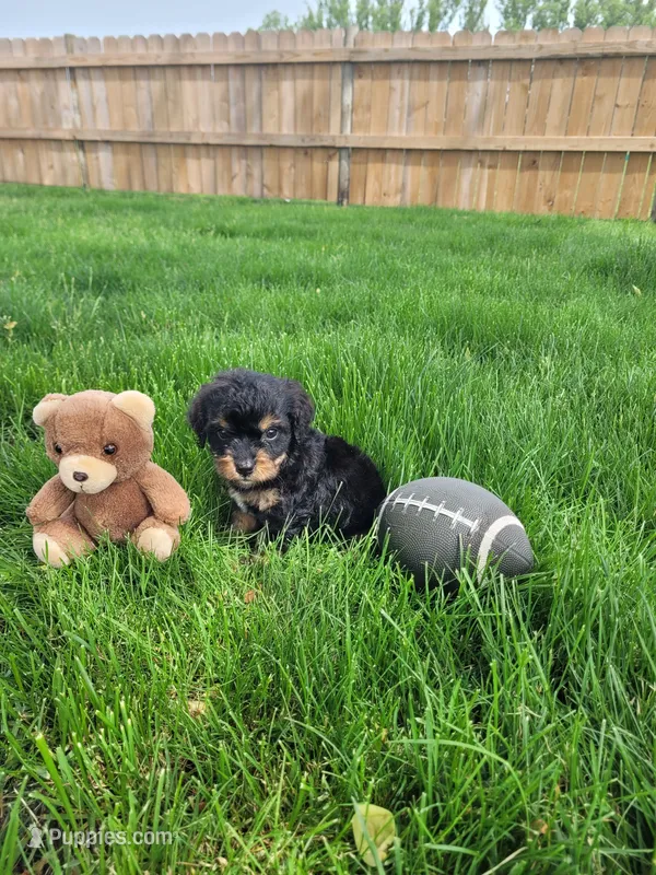 Milo – Cavapoo puppy for sale in Topeka, IN