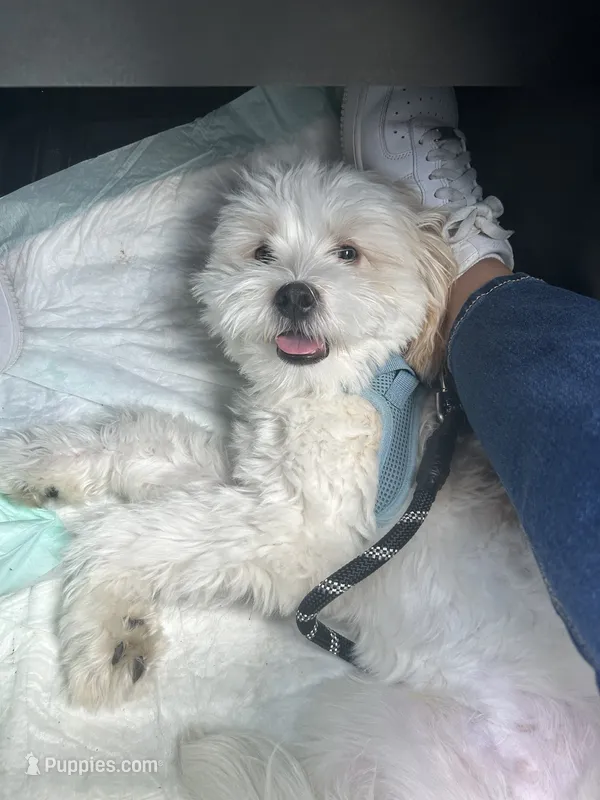 Cashew  – Chihuahua, Poodle - Miniature  puppy for sale in Springfield, MA