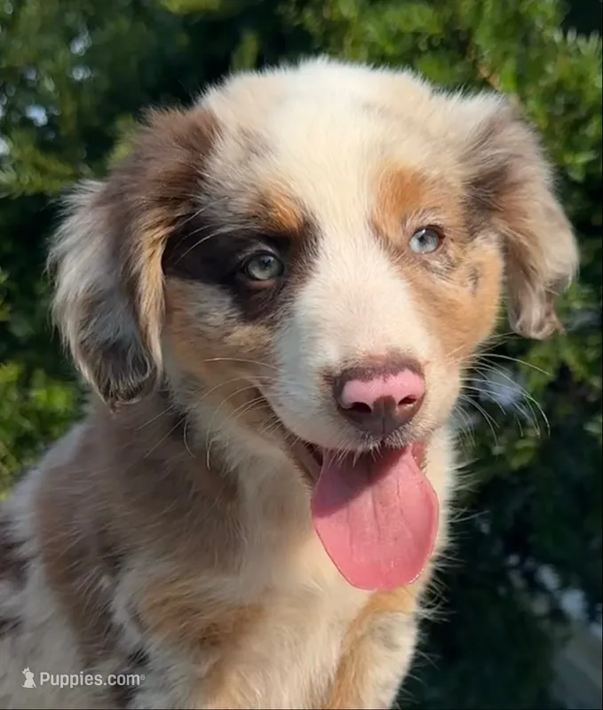 Ruddy – Australian Shepherd puppy for sale in Hyden, KY