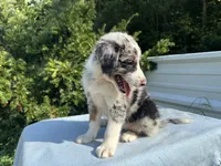 Diana , a female Australian Shepherd for sale in Hyden, KY – 4 of 6