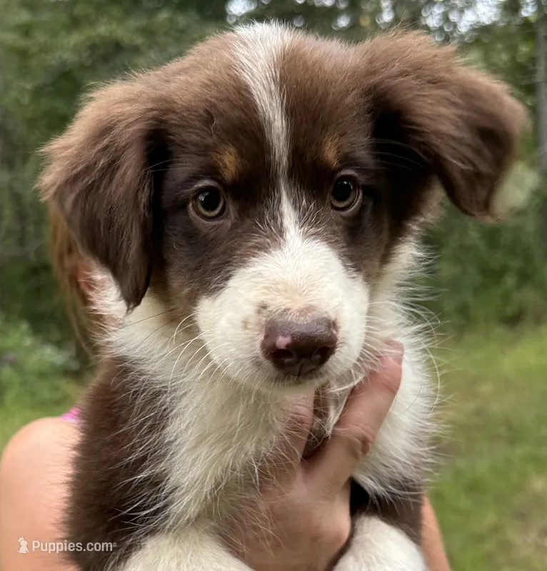 Bulldog – Australian Shepherd puppy for sale in Hyden, KY