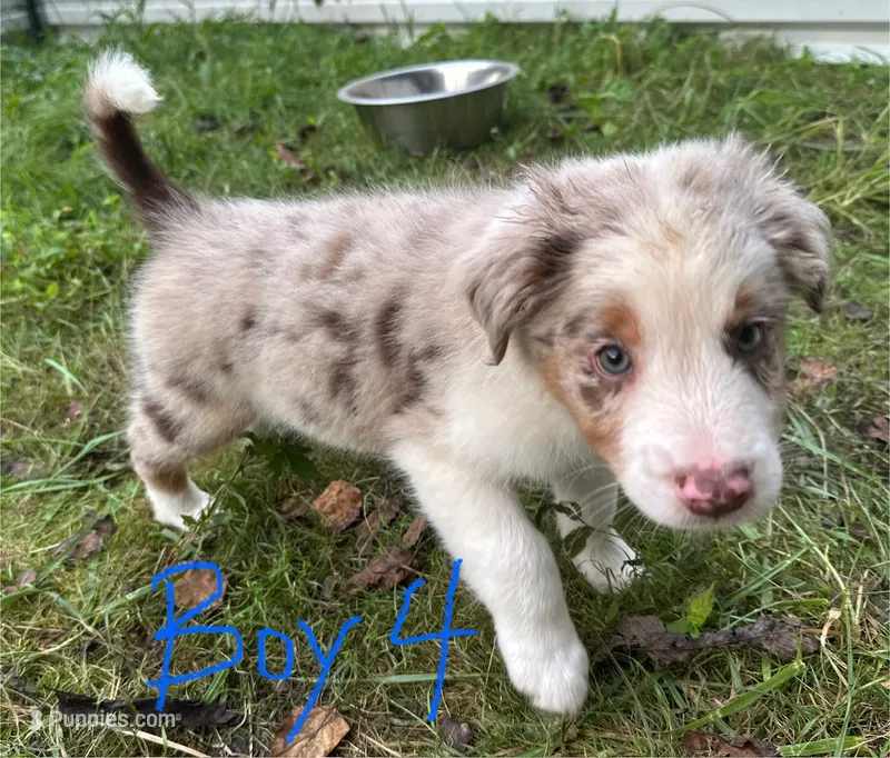 Thyme – Australian Shepherd puppy for sale in Hyden, KY