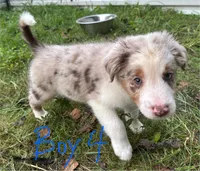 Thyme, a male Australian Shepherd for sale in Hyden, KY – 2 of 3