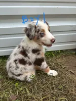 Major, a male Australian Shepherd for sale in Hyden, KY – 3 of 3
