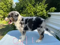 Diana , a female Australian Shepherd for sale in Hyden, KY – 1 of 6