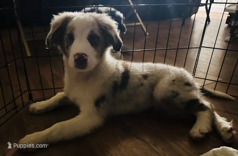 Thyme – Australian Shepherd puppy for sale in Hyden, KY