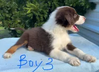Bulldog, a male Australian Shepherd for sale in Hyden, KY – 3 of 3