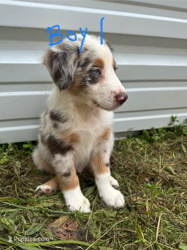 Major – Australian Shepherd puppy for sale in Hyden, KY
