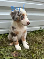 Major, a male Australian Shepherd for sale in Hyden, KY – 1 of 3