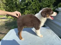 Bulldog, a male Australian Shepherd for sale in Hyden, KY – 2 of 3