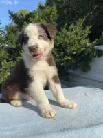 Ren Jr., a male Australian Shepherd for sale in Hyden, KY – 4 of 7
