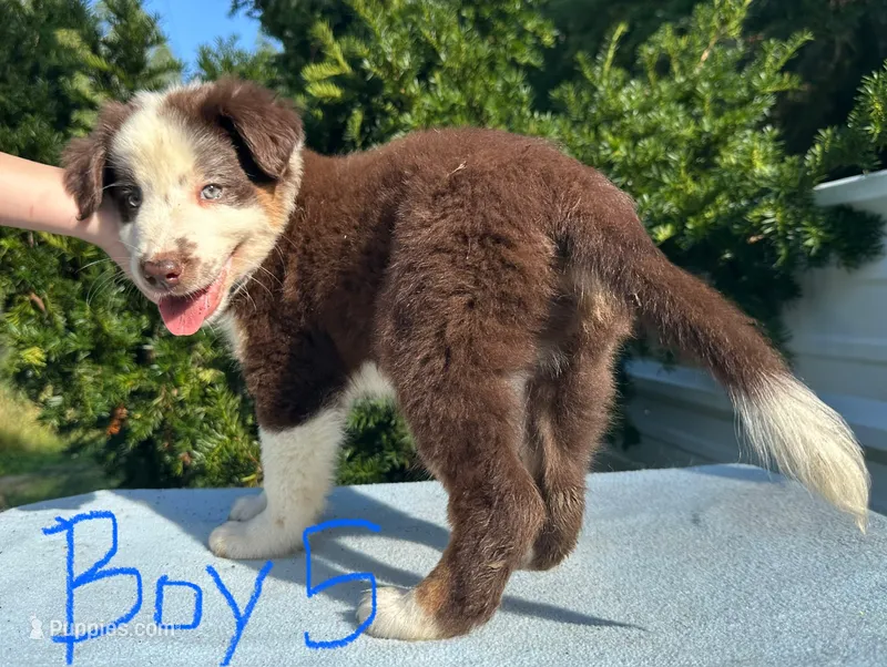 Ren Jr. – Australian Shepherd puppy for sale in Hyden, KY