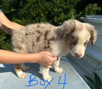Thyme, a male Australian Shepherd for sale in Hyden, KY – 3 of 3