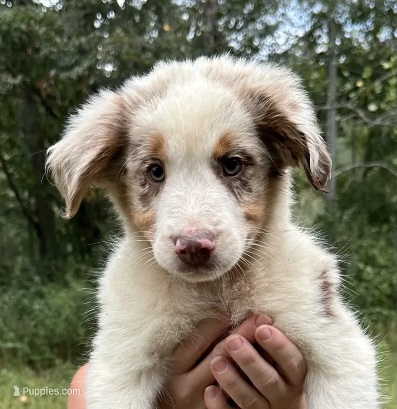 Thyme – Australian Shepherd puppy for sale in Hyden, KY