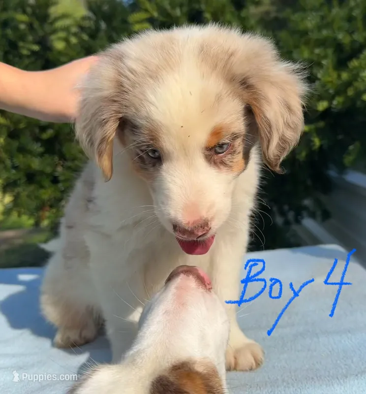 Thyme – Australian Shepherd puppy for sale in Hyden, KY