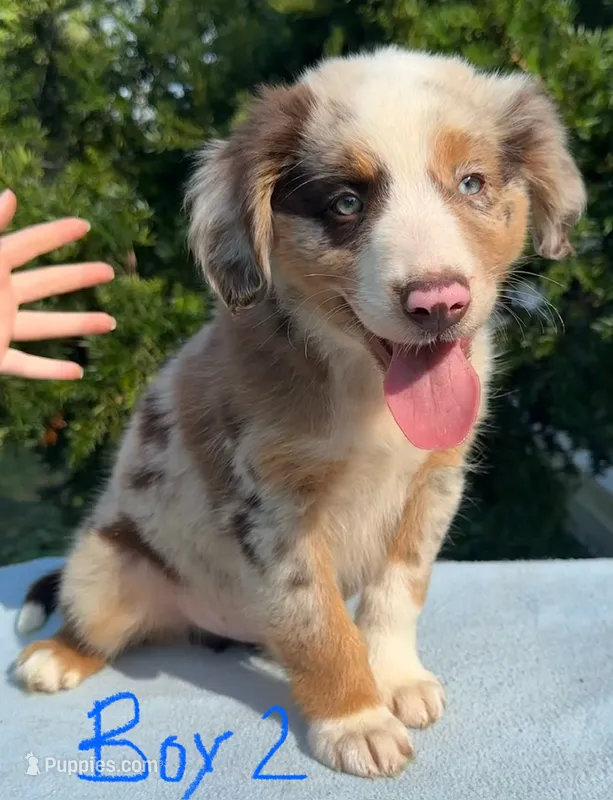 Ruddy – Australian Shepherd puppy for sale in Hyden, KY