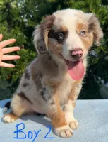 Ruddy, a male Australian Shepherd for sale in Hyden, KY – 2 of 5