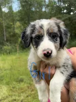 Diana , a female Australian Shepherd for sale in Hyden, KY – 3 of 6