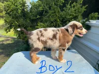 Ruddy, a male Australian Shepherd for sale in Hyden, KY – 4 of 5