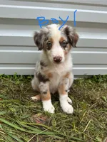 Major, a male Australian Shepherd for sale in Hyden, KY – 2 of 3
