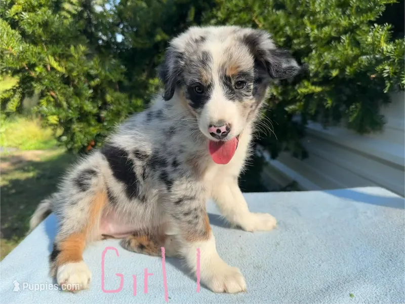Diana  – Australian Shepherd puppy for sale in Hyden, KY