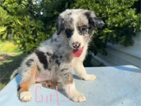 Diana , a female Australian Shepherd for sale in Hyden, KY – 2 of 6