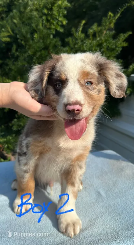 Ruddy – Australian Shepherd puppy for sale in Hyden, KY