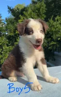 Ren Jr., a male Australian Shepherd for sale in Hyden, KY – 2 of 7